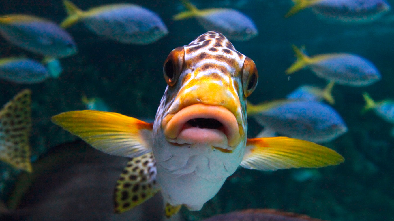 Yellow-banded sweetlips at La Rochelle Aquarium