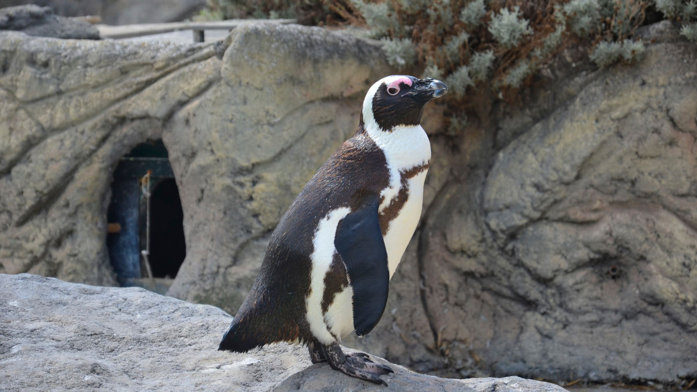 Penguin at Océarium in Croisic