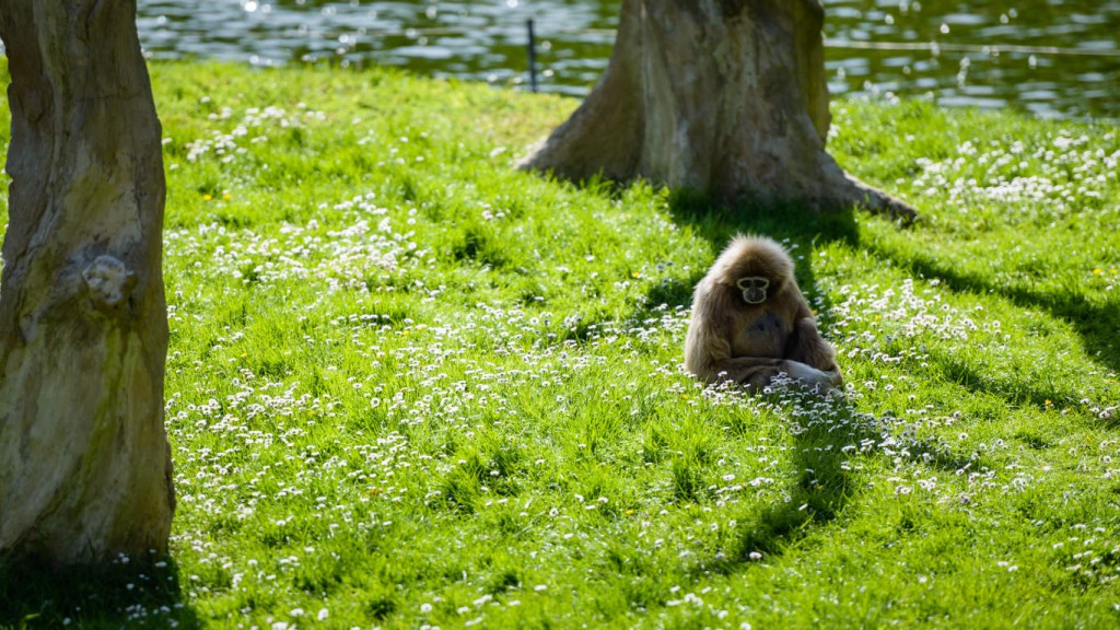 Monkey at Palmyre Zoo