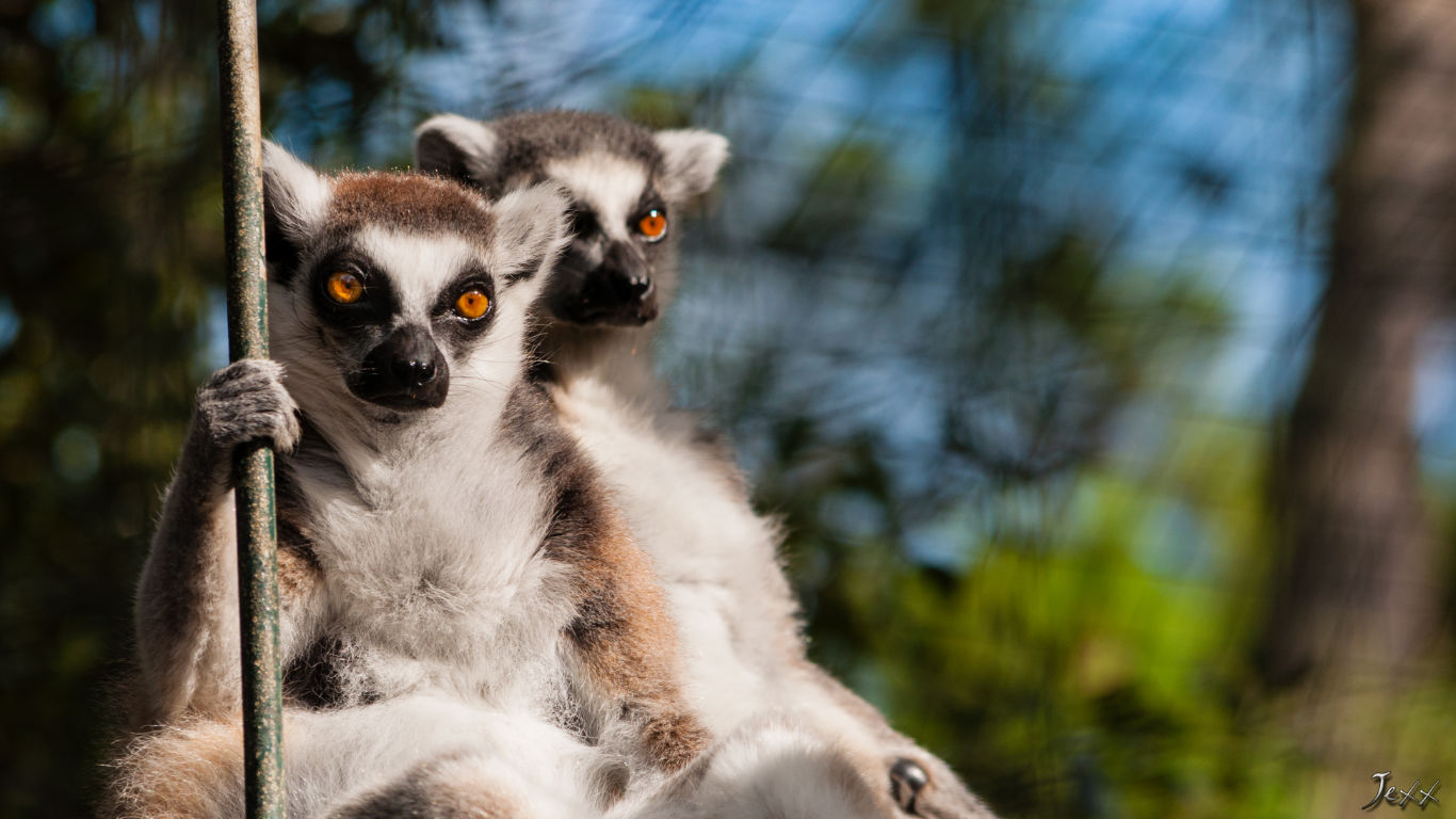 Monkies at Palmyre Zoo