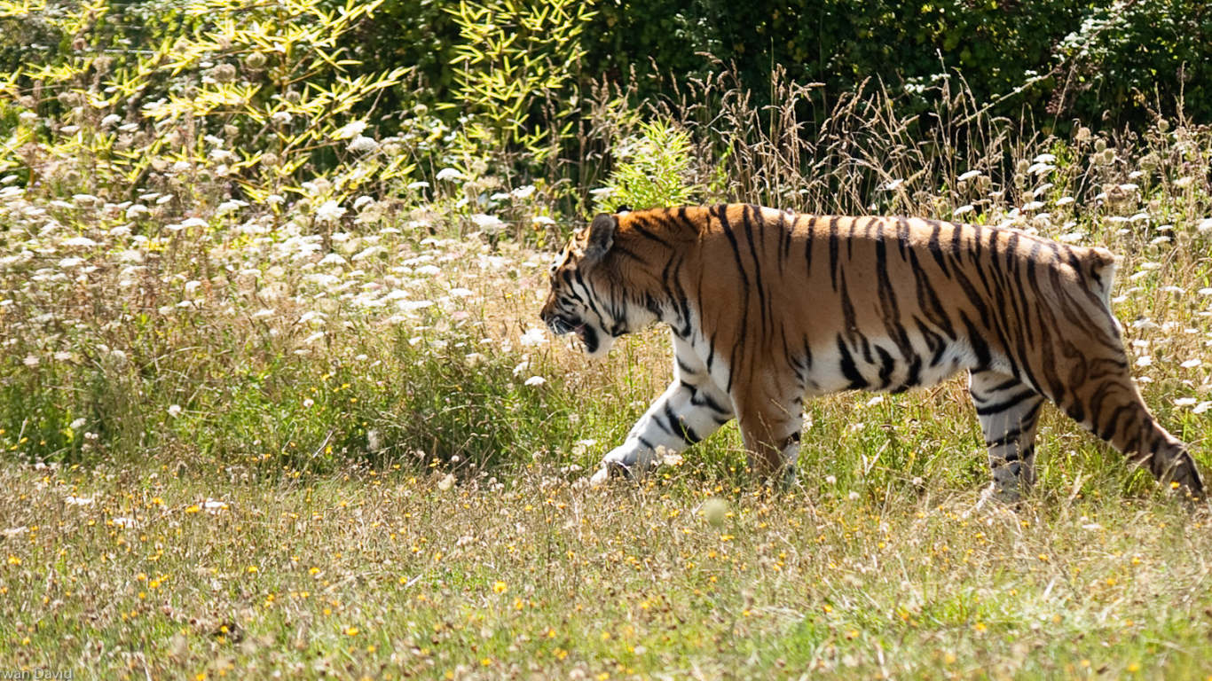 Tiger at Planète Sauvage
