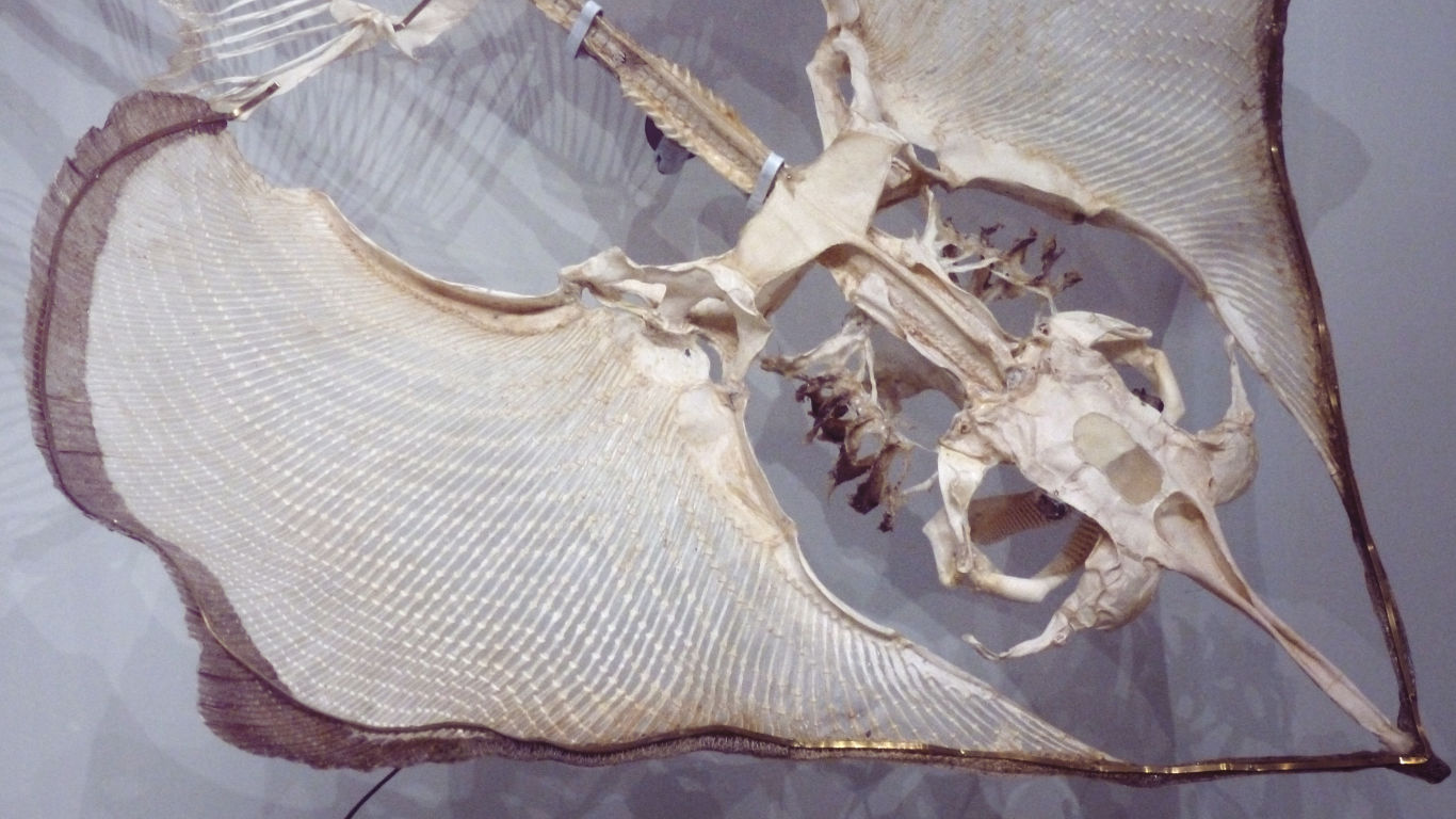 Impression of Musée d’histoire naturelle in Nantes