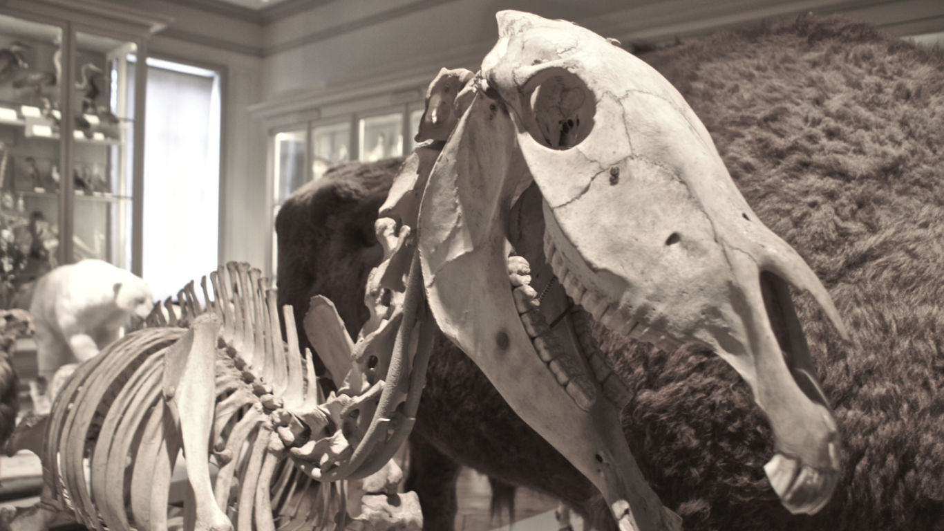 Natural History Museum La Rochelle