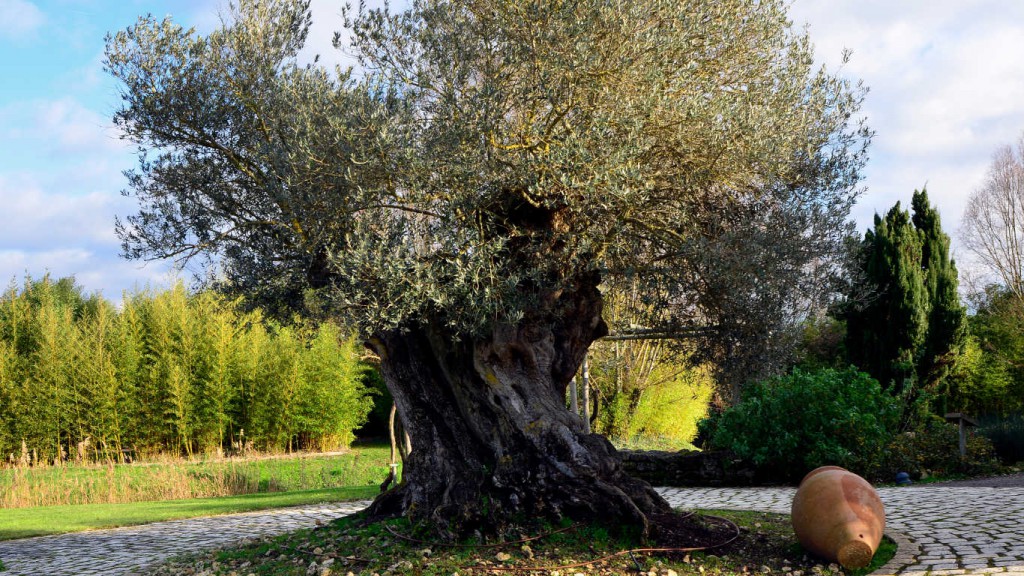 Olive tree at Planet Exotica