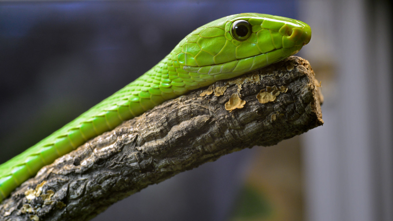 Green mamba at Planet Exotica