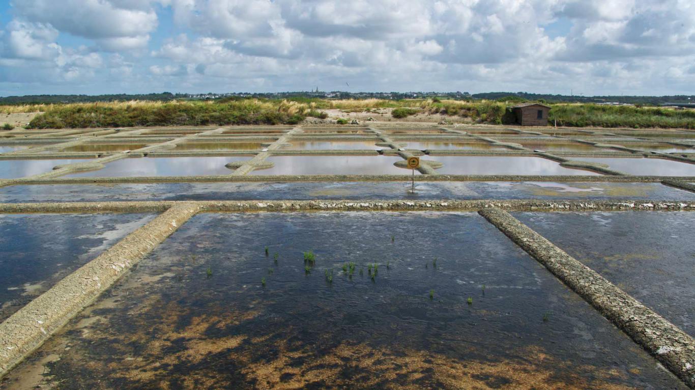 Terre de sel, Guérande