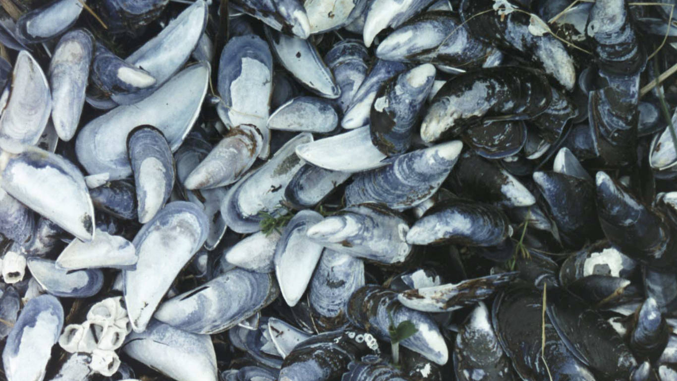 Mussels