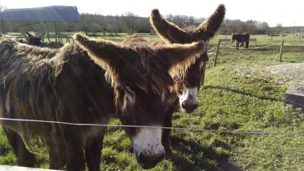 L’Asinerie du Baudet du Poitou, Dampierre-sur-Boutonne