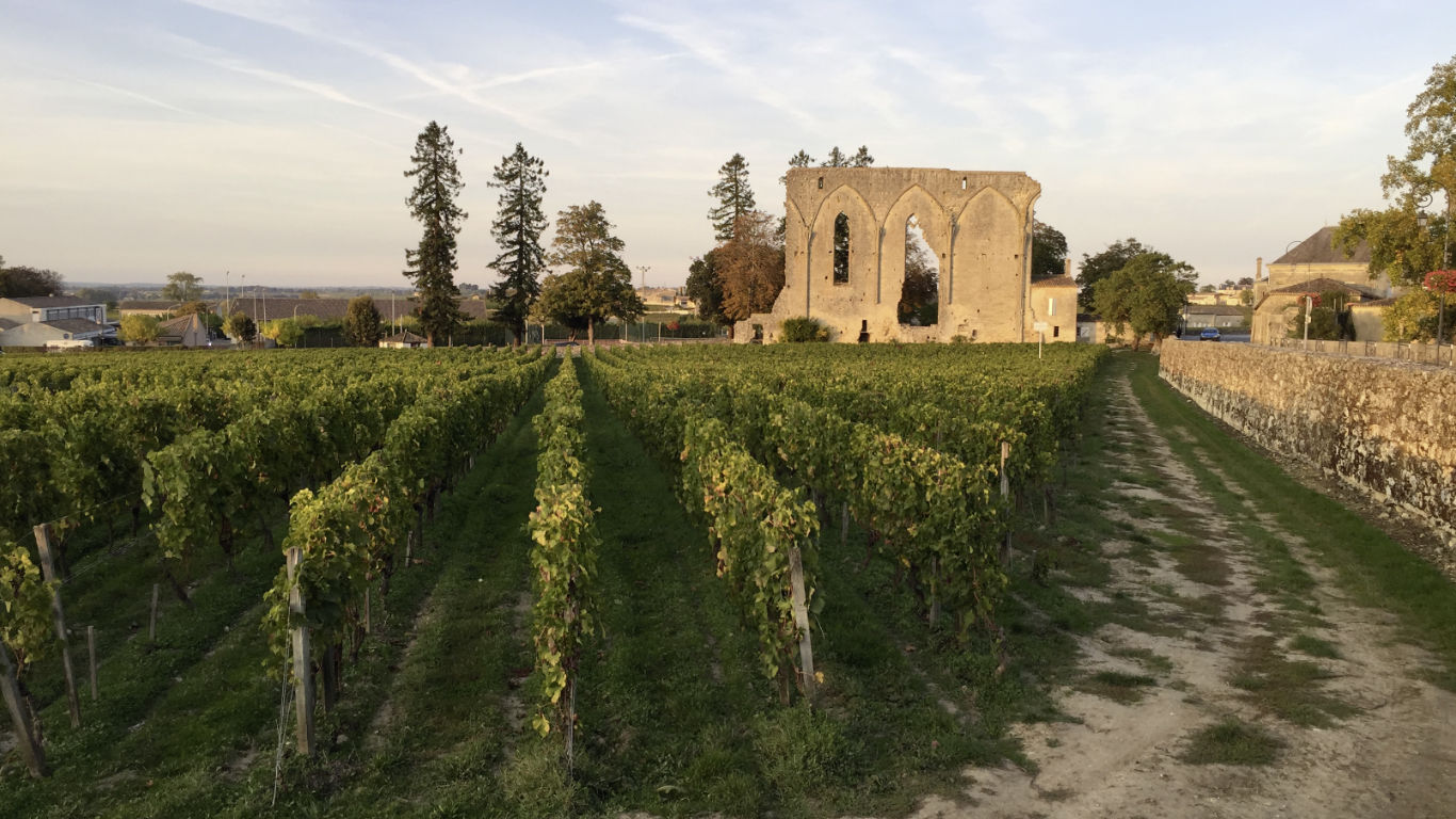 Saint-Emilion vineyard and ruin